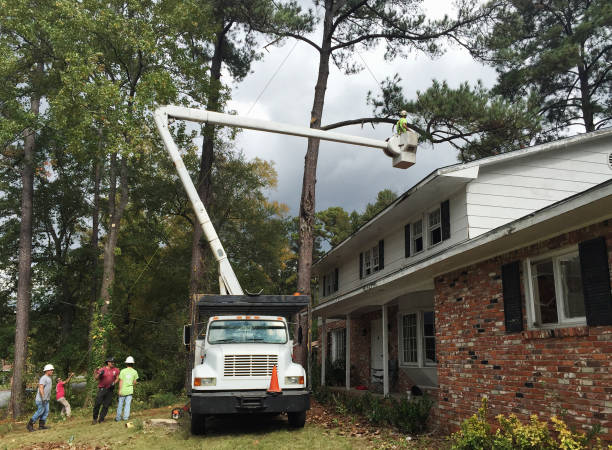 Hahira, GA Tree Care Company