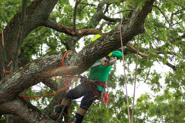 How Our Tree Care Process Works  in  Hahira, GA