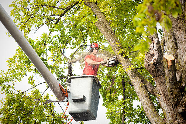 Best Palm Tree Trimming  in Hahira, GA