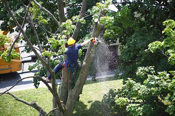 Best Pest Control for Lawns  in Hahira, GA
