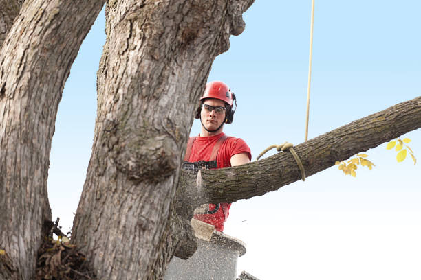 Best Tree Trimming and Pruning  in Hahira, GA